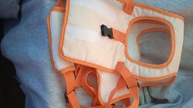 Back Leg Dog Harness review Ali Rose 04