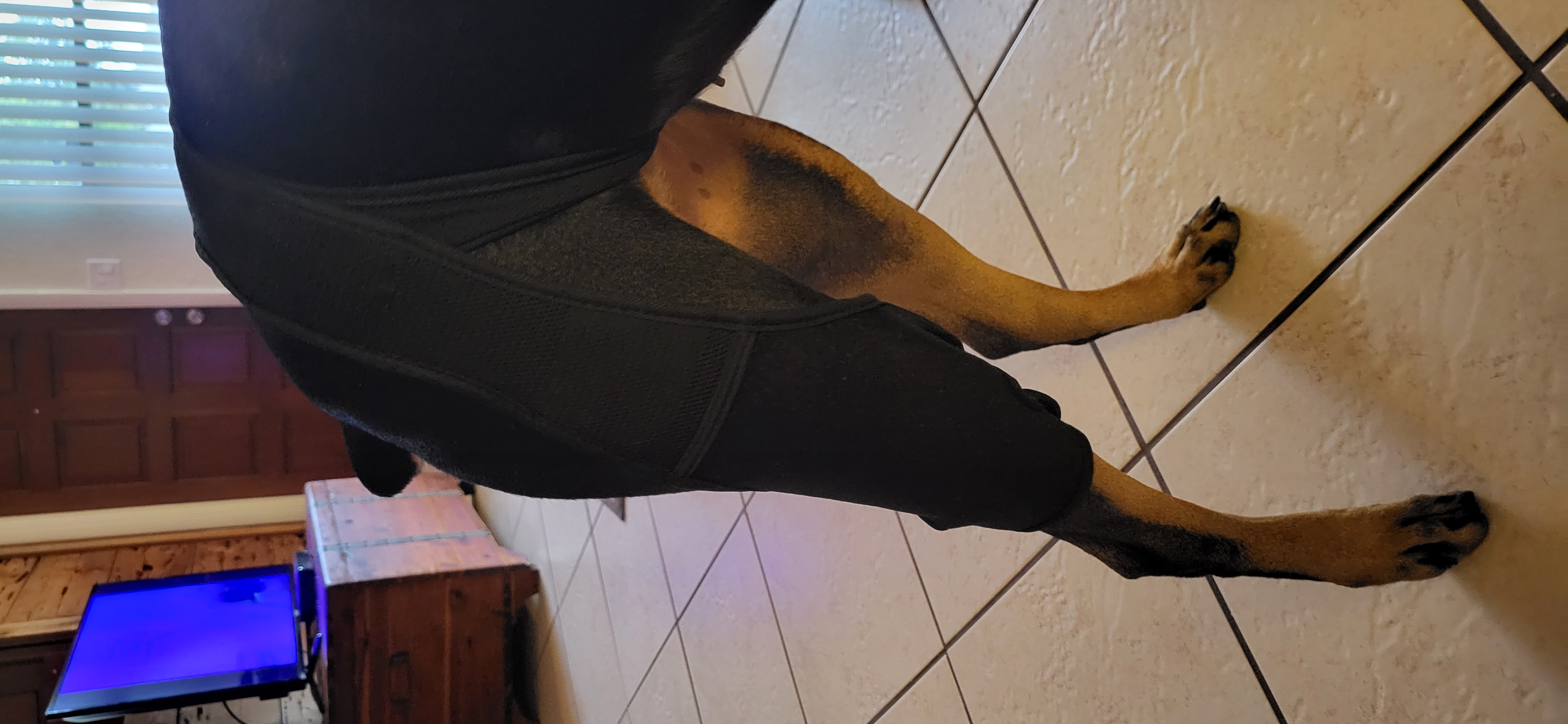 Dog Knee Brace For Torn Acl review 0