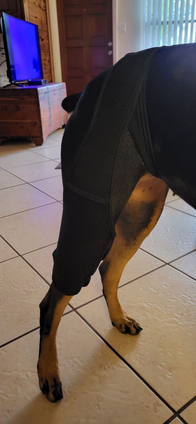Dog Knee Brace For Torn Acl review 