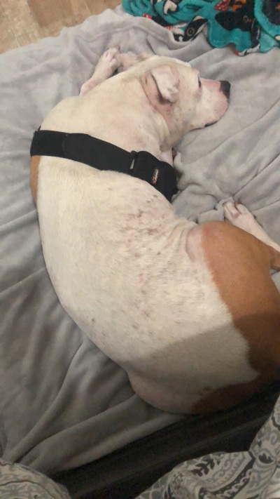 Dog Double Elbow & Shoulder Brace review 