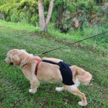 Dog Hip Dysplasia Brace review Rob