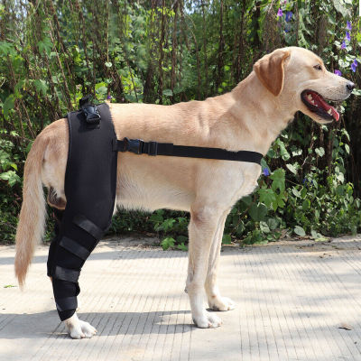 Dog Knee Support Brace review 