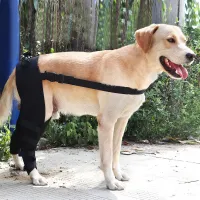 Dog Knee Support Brace review 1