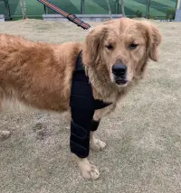 Dog Elbow Dysplasia Brace review 0