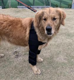 Dog Elbow Dysplasia Brace review vbinaz 01