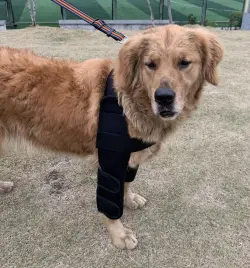 Dog Elbow Dysplasia Brace review vbinaz 01