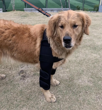 Dog Elbow Dysplasia Brace review 