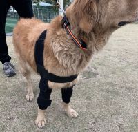 Dog Elbow Dysplasia Brace review 1