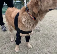 Dog Elbow Dysplasia Brace review 1