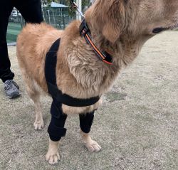 Dog Elbow Dysplasia Brace review vbinaz 02
