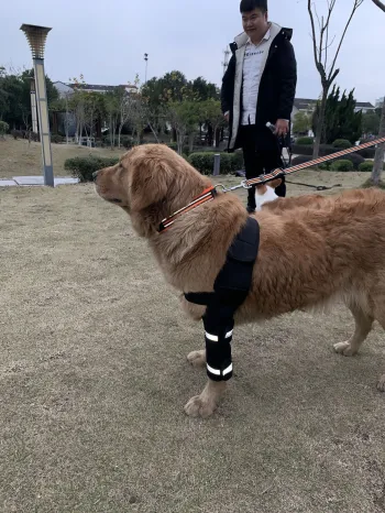 Hinged Dog Shoulder Support Brace review Lester