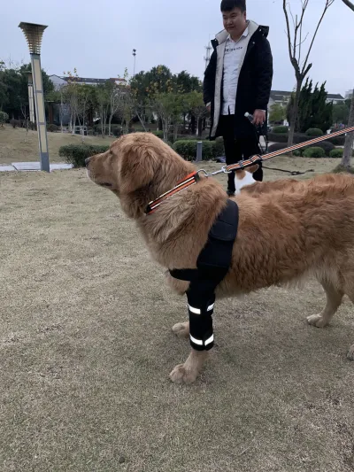 Hinged Dog Shoulder Support Brace review 