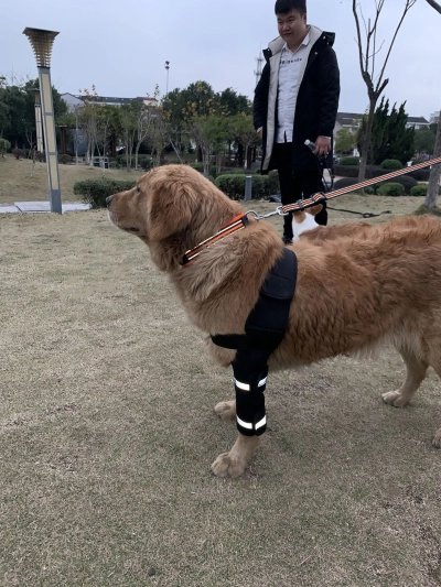 Hinged Dog Shoulder Support Brace review 