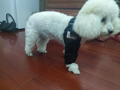 Dog Double Elbow & Shoulder Brace review 