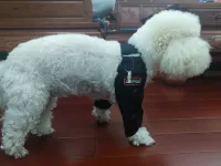 Dog Double Elbow & Shoulder Brace review 1