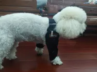 Dog Double Elbow & Shoulder Brace review 2