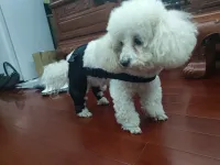 Dog Knee Support Brace review 0