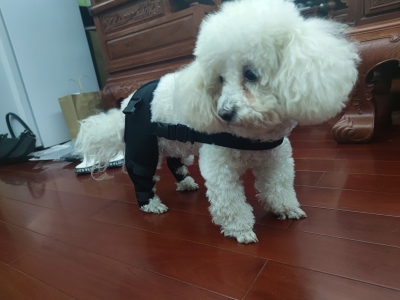 Dog Knee Support Brace review 