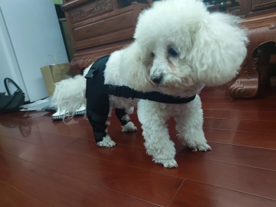 Dog Knee Support Brace review 