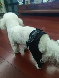 Dog Knee Support Brace review 3