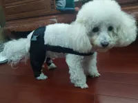 Dog Knee Support Brace review 1