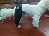 Dog Knee Support Brace review 2