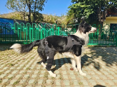 Dog Torn Acl Brace review 