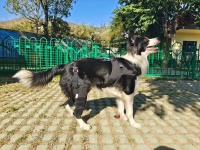 Dog Torn Acl Brace review 1