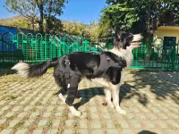 Dog Torn Acl Brace review 1