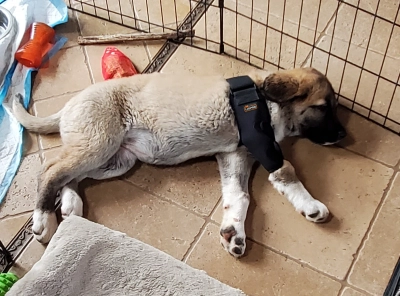 Dog Double Elbow & Shoulder Brace review 