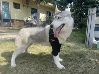 Dog Double Elbow & Shoulder Brace review 1