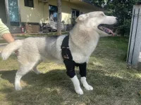 Dog Double Elbow & Shoulder Brace review 2