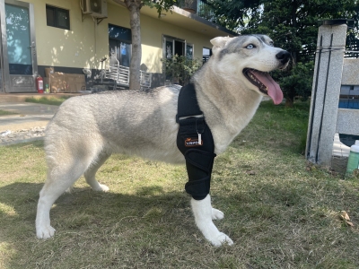 Dog Double Elbow & Shoulder Brace review 