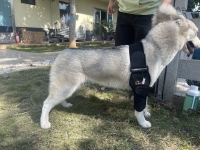Dog Double Elbow & Shoulder Brace review 3