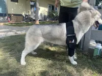 Dog Double Elbow & Shoulder Brace review 3