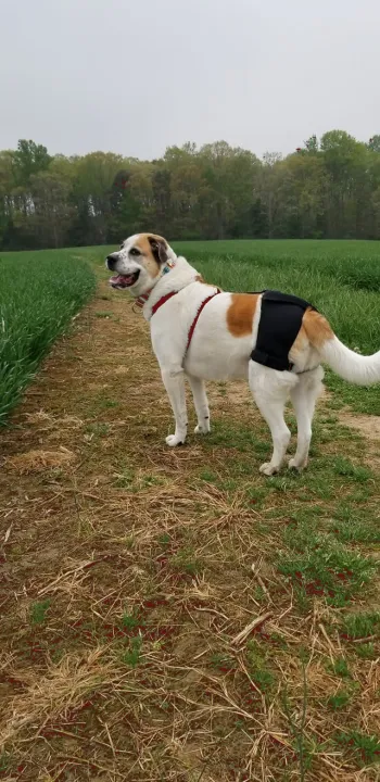 Dog Hip Dysplasia Brace review Miki Waldron
