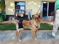 Dog Hip Dysplasia Brace review 1