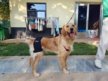 Dog Hip Dysplasia Brace review Katie B 02