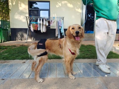 Dog Hip Dysplasia Brace review 