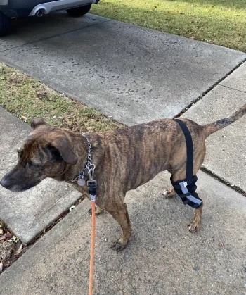 Hinged Dog Leg Brace review L**** 02