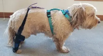 Hinged Dog Leg Brace review Eellitta 01