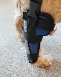 Hinged Dog Leg Brace review 1