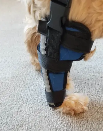 Hinged Dog Leg Brace review Eellitta 02