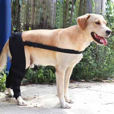 Dog Double Leg Brace review 