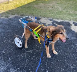 Medium / Large Dog Wheelchair for Back Legs review Catherine M. Corsino