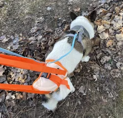 Back Leg Dog Harness review Ali Rose