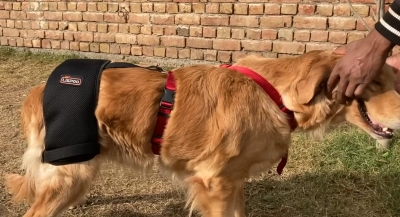 Dog Hip Dysplasia Brace review 