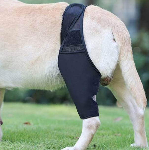 Best Dog Knee & Leg Brace For Torn ACL For Sale LOVEPLUSPET