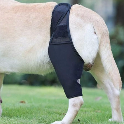 Dog Knee Brace For Torn Acl review 