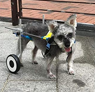 Small Dog Wheelchair for Hind Legs review 0